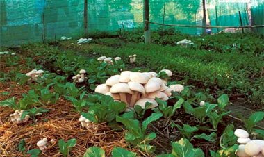 WORKSHOP ON MUSHROOM CULTIVATION 3 RD SEPTEMBER 2019